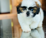 Shih Tzu Puppies For Sale Windy City Pups